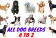 The Dogs Breed